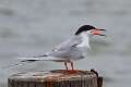 468: Tern - Forstner's M1