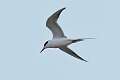 470: Tern - Forstner's M3
