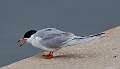 471: Tern - Forstner's M4