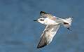 473: Tern - Fosters-1