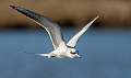 474: Tern - Fosters-2-2