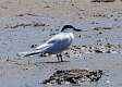 476: Tern - Gull-billed M1
