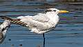 696: Tern - Royal-1