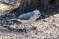 481: Titmouse - Tufted M1
