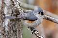 482: Titmouse - Tufted M2