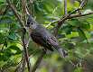 322: Titmouse - Tufted M3
