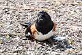 483: Towhee - Eastern M1