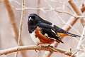484: Towhee - Eastern M2