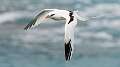 485: Tropicbird - Long-tailed-1
