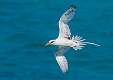486: Tropicbird - Long-tailed-2