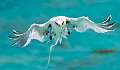 487: Tropicbird - Yellow-billed-1