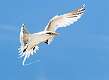 488: Tropicbird - Yellow-billed-2