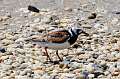 492: Turnstone - Ruddy M1