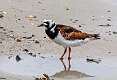493: Turnstone - Ruddy M2