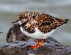721: Turnstone - Ruddy M4