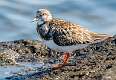 494: Turnstone - Ruddy-1