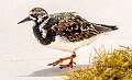 495: Turnstone - Ruddy-2