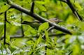 496: Vireo - Red-eyed M1