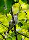 497: Vireo - Red-eyed M2