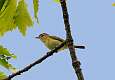 498: Vireo - Warbling M1