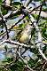499: Vireo - White-eyed M1