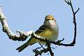 500: Vireo - White-eyed M2