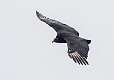 501: Vulture - Black-1