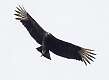 502: Vulture - Black-2