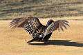 503: Vulture - Turkey M1