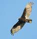 504: Vulture - Turkey-1