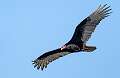 505: Vulture - Turkey-2