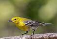 518: Warbler – Pine-2