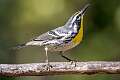 519: Warbler – Yellow-throated-1