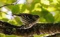 506: Warbler - Blackpoll M1