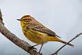 507: Warbler - Palm M1