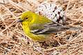 509: Warbler - Pine M1