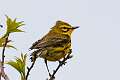 512: Warbler - Prairie M1