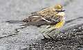516: Warbler - Yellow-rumped-1