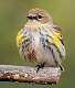 517: Warbler - Yellow-rumped-2