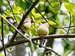 520: Waxwing - Cedar M1