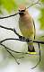 522: Waxwing - Cedar-1