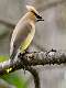 523: Waxwing - Cedar-2