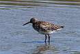 525: Willet M1
