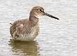526: Willet-1