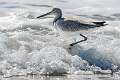 527: Willet-2