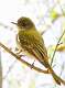 528: Wood-Pewee - Eastern M1
