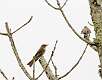 529: Wood-Pewee Eastern 2