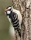 537: Woodpecker – Downy-1