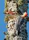 539: Woodpecker – Red-bellied-2
