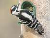 531: Woodpecker - Hairy-2